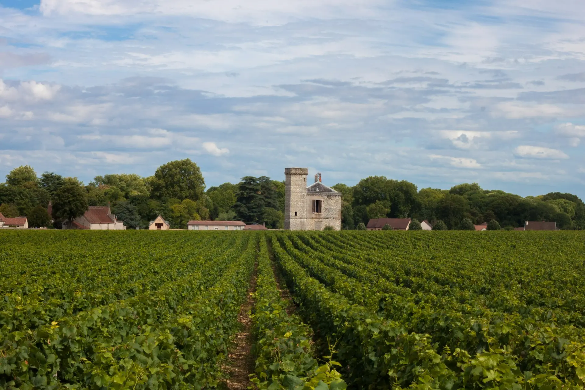 Vignoble green grass field under blue sky during daytime
